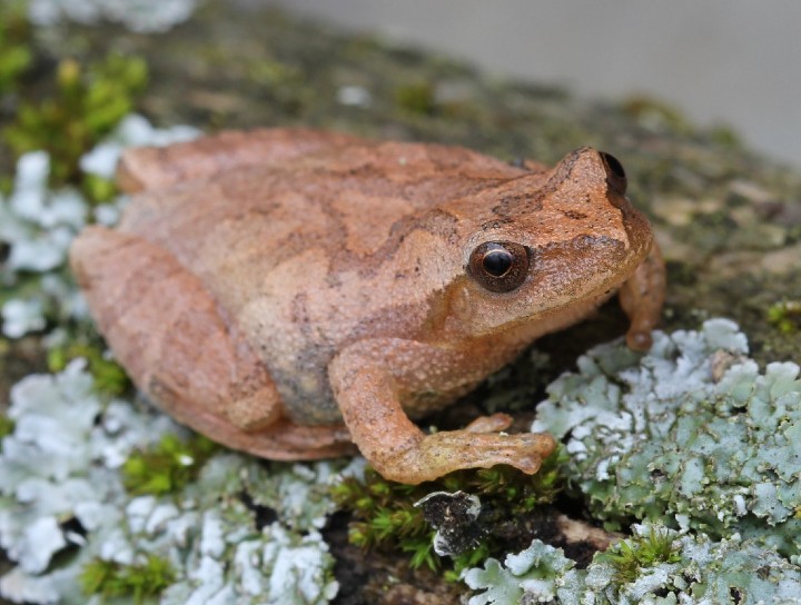 Spring Peeper